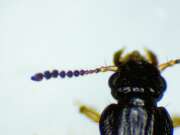 Thumbnail 363925 A