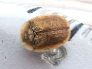 Thumbnail 363992 B