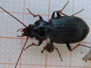 Thumbnail 364053 A