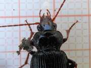 Thumbnail 364053 B