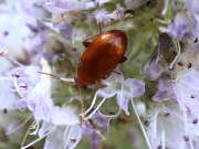 Thumbnail 364118 B