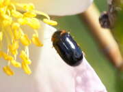 Thumbnail 364163 C