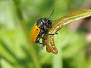 Thumbnail 364167 B