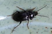 Thumbnail 364204 B