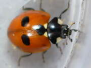 Thumbnail 364367 B