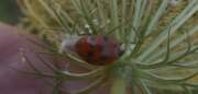 Thumbnail 364381 B