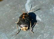 Thumbnail 364397 B