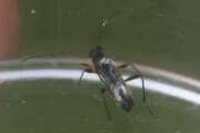 Thumbnail 364502 A