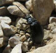 Thumbnail 364531 A