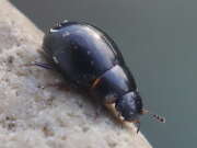 Thumbnail 364830 A