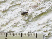 Thumbnail 364986 B