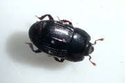 Thumbnail 365433 B