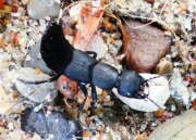 Thumbnail 365445 B
