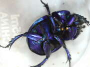 Thumbnail 365452 B