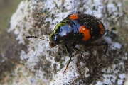 Thumbnail 366078 A