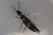 Thumbnail 366081 A