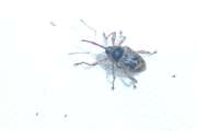 Thumbnail 366164 A