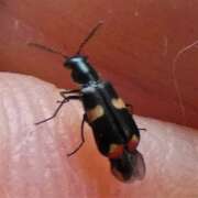Thumbnail 366708 B