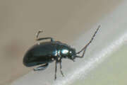 Thumbnail 366818 A