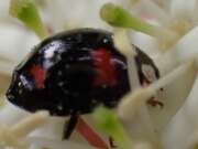 Thumbnail 366872 B