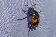Thumbnail 367020 A