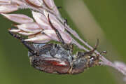 Thumbnail 367032 B
