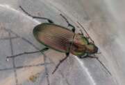 Thumbnail 367038 A