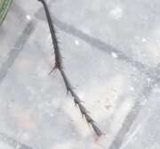 Thumbnail 367038 B