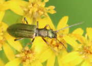 Thumbnail 367041 A