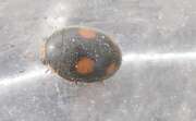 Thumbnail 367042 B