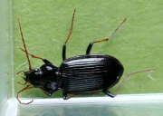 Thumbnail 367045 B