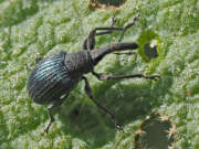 Thumbnail 367048 A