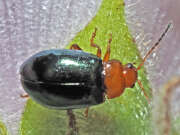 Thumbnail 367050 B