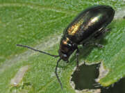 Thumbnail 367051 A