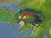Thumbnail 367052 A