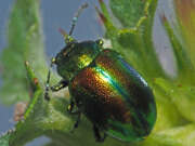 Thumbnail 367052 B