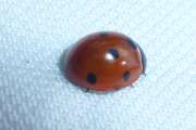 Thumbnail 367053 B