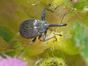 Thumbnail 367055 A