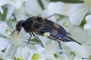 Thumbnail 367071 A