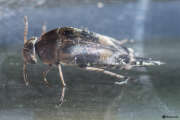 Thumbnail 367071 B
