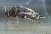 Thumbnail 367071 C