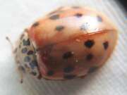 Thumbnail 367076 B