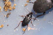 Thumbnail 367077 B
