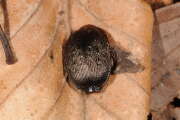 Thumbnail 367078 B