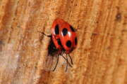 Thumbnail 367079 B