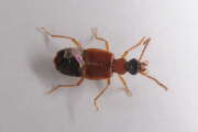 Thumbnail 367081 C