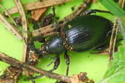 Thumbnail 367082 A