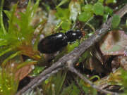Thumbnail 367111 B