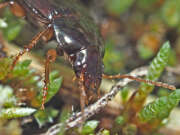 Thumbnail 367112 B