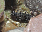 Thumbnail 367120 B